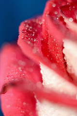 A red rosebud with droplets of water