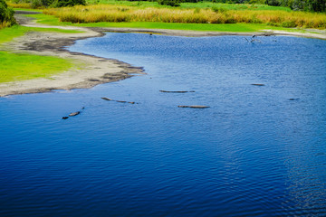 A bunch of large alligators sunning themselves in the Myakka river in southwest Florida.