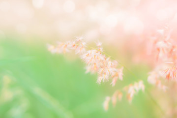 grass flower field in soft focus , pink green pastel background with sunlight 