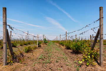 planted grapes