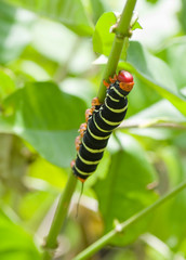 Chenille gloutonne, Guadeloupe