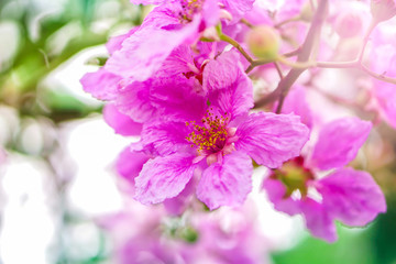Fototapeta na wymiar Beautiful pink flower Queen's Crape Myrtle or Queen’s flower soft focus 