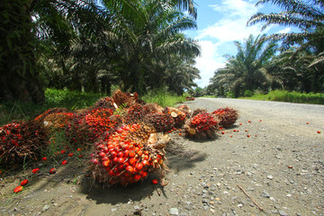 Harvested oil palm fruits in oil palm plantation