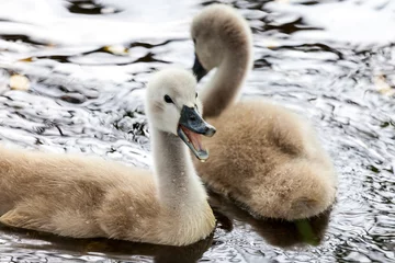 Fototapete Schwan a lot of swan chicks swims in a lake