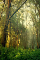 Morning in the forest. Sunlight breaks through the tangle of branches of trees. Summer morning landscape, toned

