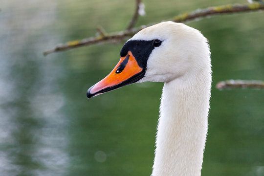 a white swan looks to the camera