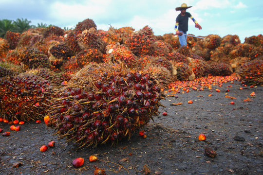 Harvested oil palm fruits with workers in background