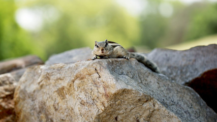 The Look squirrel on a rock