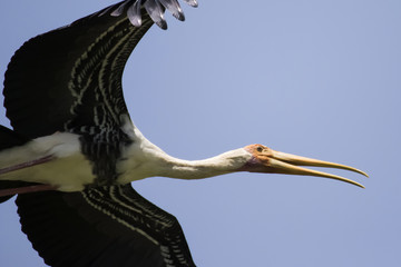 Flying stork in blue sky