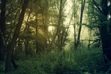 Morning in the forest. Sunlight breaks through the tangle of branches of trees. Summer morning landscape, toned
