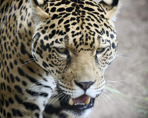 A Jaguar Stalking Its Prey in the Wild