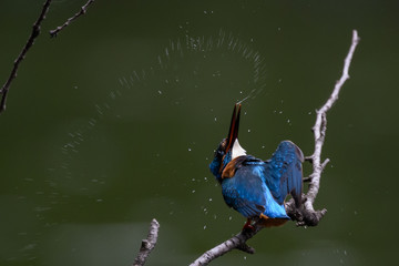 カワセミドリル