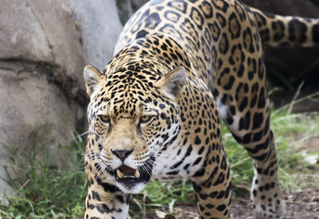 A Jaguar Stalking Its Prey in the Wild