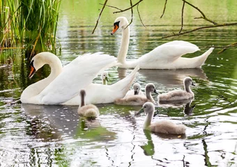 Papier Peint photo Cygne a swan family swims in a lake