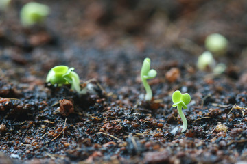 Emergence of seedlings from ground