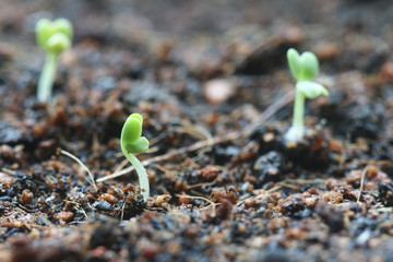 Emergence of seedlings from ground