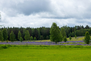Obraz premium cloudy sky against green field blue flowers and forest against