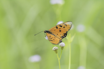 Butterfly sucking nectar from purple flowers .