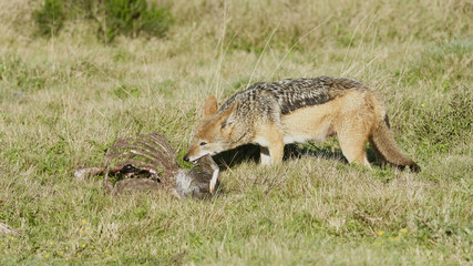 Black Backed Jackal, South Africa