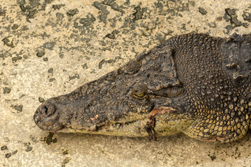 Close up picture of crocodile head in the water in Sandakan Crocodile farm, the biggest crocodile farm in Malaysia