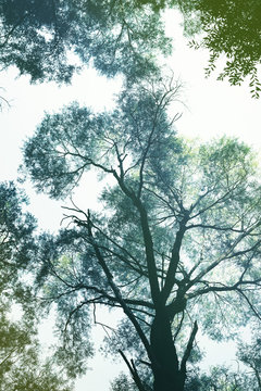 Branches Of Tree Over Head, Toned. Looking Up At Tall Trees. Nature Composition