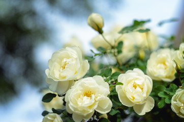 Blooming bush of a white rose. White rose background