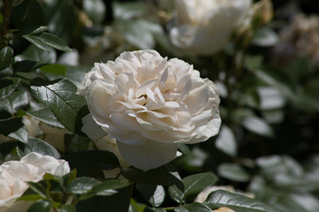 Wild Rose - White