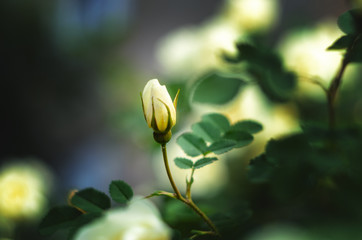 Closed white rose bud on green blurred background. Closed white rose flower macro view