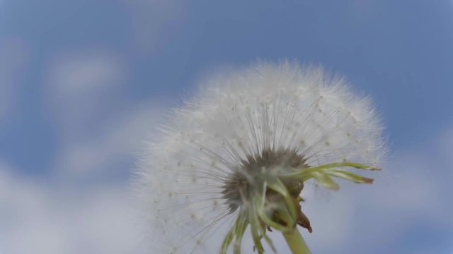 Fluffy dandelion seeds being blown in the wind in the blue sky. FHD stock footage.