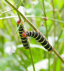Chenille gloutonne, Guadeloupe