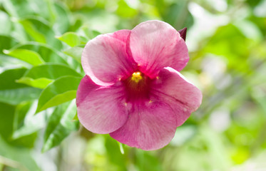 Fleur rose
