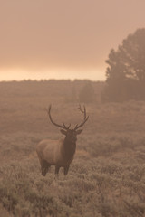 Bull Elk on a Foggy Morning