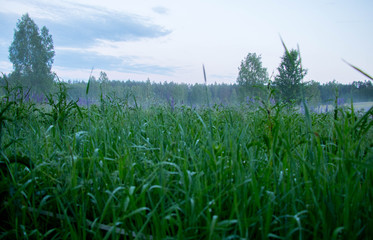 green grass closeup fith forest against