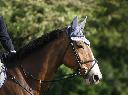 Portrait of a closeup of a show jumper sport horse during the race