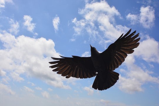 Rabe / Kr&auml;he im fliegen Flug - fliegen mit Fl&uuml;geln schwarz