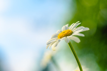 Flowering. Chamomile. Blooming chamomile, Chamomile flowers on a meadow in summer, Selective focus - obrazy, fototapety, plakaty