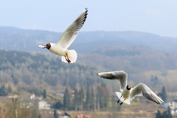 Black headed gull in flight