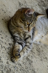 profile of a tiger cat with yellow eyes lying under the car, cat on the left side of photo
