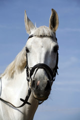 Purebred racehorse head against blue sky background