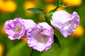 Fototapeta na wymiar Beautiful flower on a blurred background