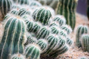 Cactus