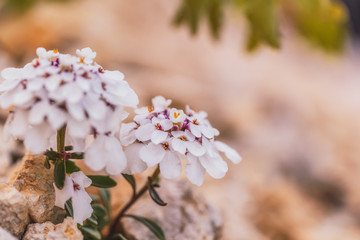 Wild Mountain Flower Macro from Sicily