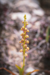 Wild Mountain Flower Macro from Sicily