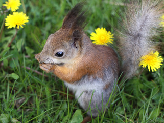 The squirrel gnaws nuts among dandelions