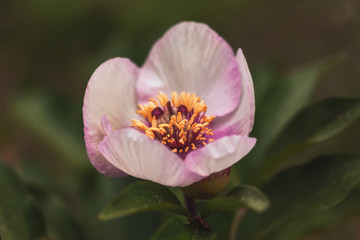 Fototapeta na wymiar Wild Mountain Flower Macro from Sicily