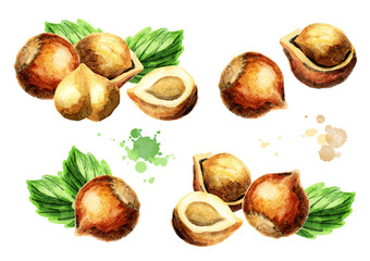 Hazelnut elements set. Hand-drawn watercolor illustration
