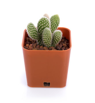 cactus on white background