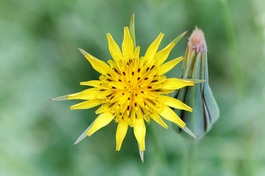 Fototapeta Close-up of a bright yellow Goat's-beard (Salsify) flower and bud against blurred, green natural background. Bright pastel colors, summer natural concept.