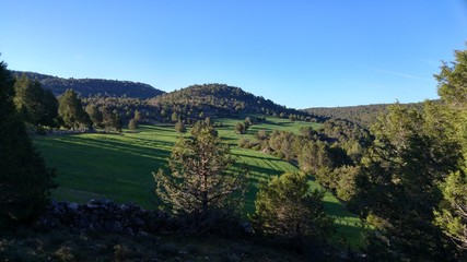 Fototapeta premium prado en primavera