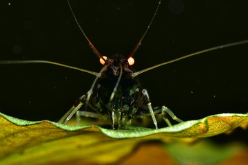 Schwarze OE (Orange Eye) Garnele